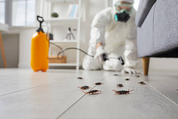 Commercial Rodent Management in Wallis